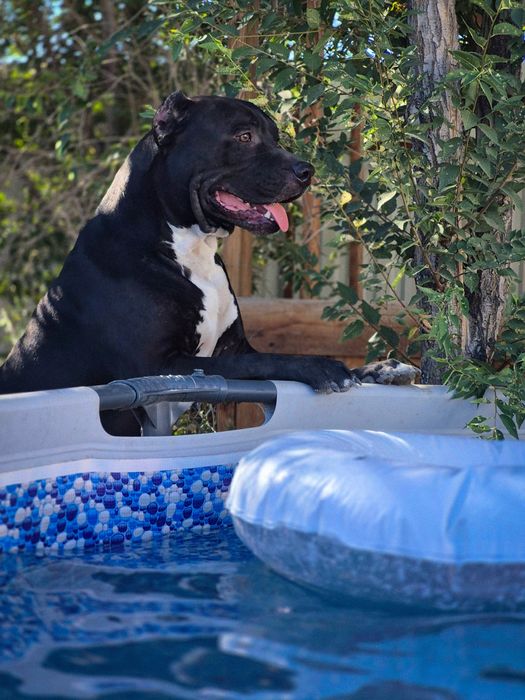 Стафорд на вязку