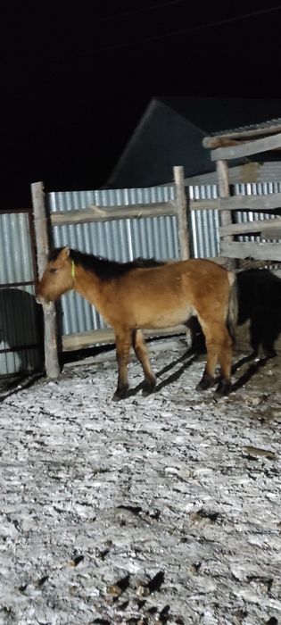 Тұқымдыққа жабағы сатылады