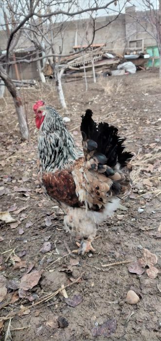 Қораздар сатылады