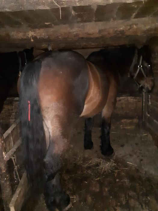 Vând mânz de 3 ani jumătate