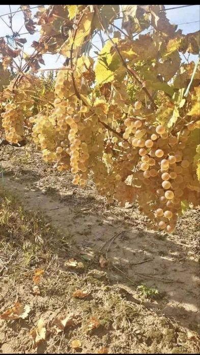 Vamd struguri de vin producator din vrancea