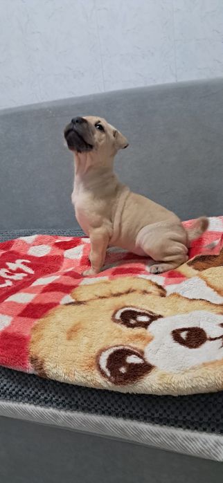 Продаю щенков Породы Шарпей