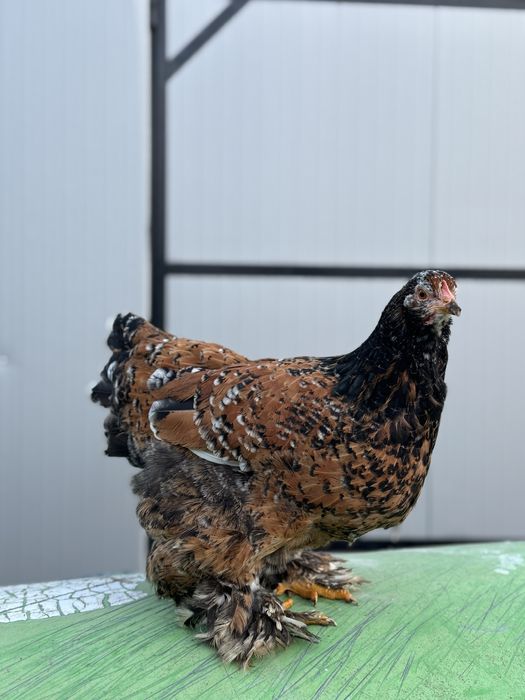 Cochinchina portelan