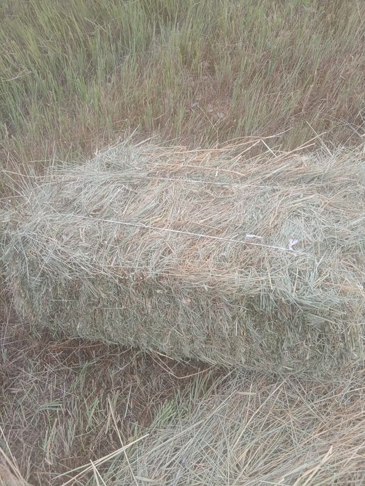 Продам сено разнотравие луговое сено