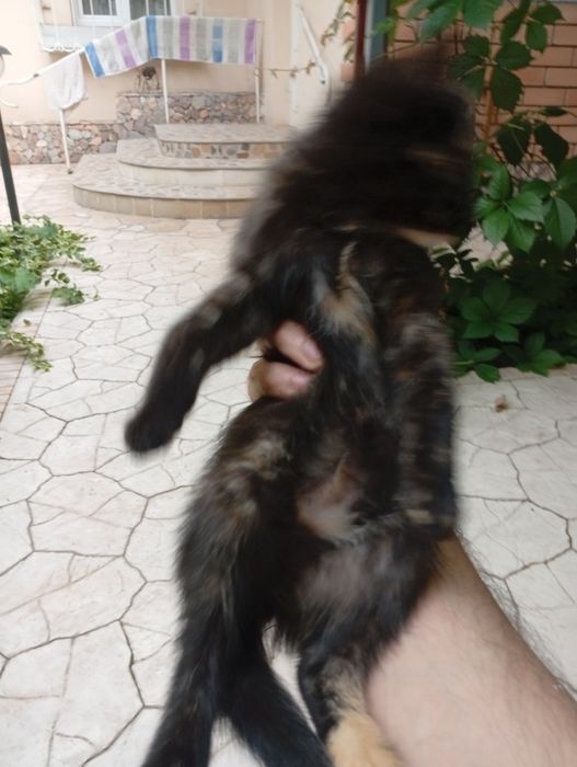 Прекрасные котята