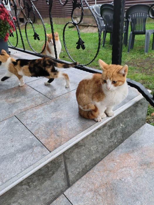 Adopție pisici Falticeni și împrejurimi, Gura Humorului, Târgu Neamț