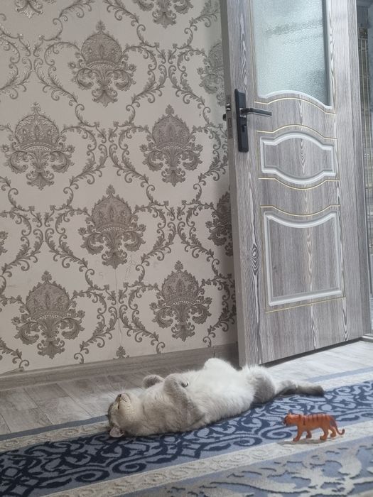 Vyazkaga yoqimtoy qizlardi chaqiramiz