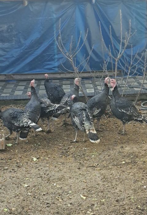 Курка kurka гушти бор тозза бокилган жайдари курка