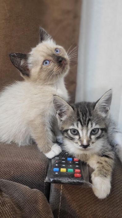 Отдадим котят в добрые руки
