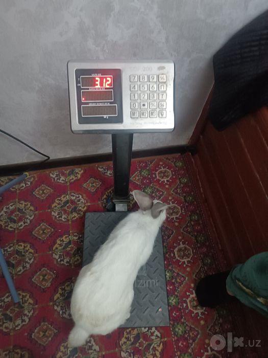 Нар,( эркак) Куёнлар сотилад