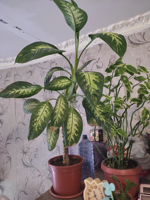 Цветы комнатные взрослые