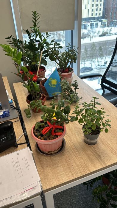 Комнатные цветы