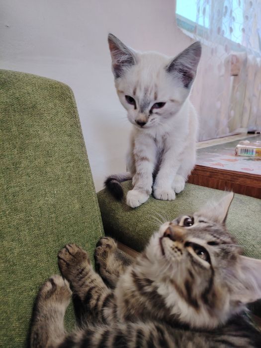 Отдам.     Котят