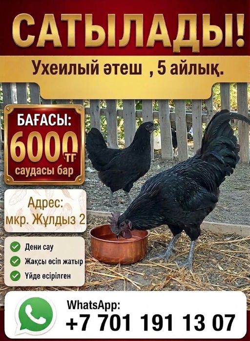 Петух  парода Ухуили