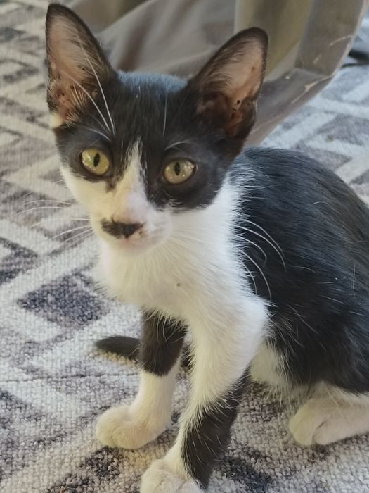 Отдам котят в хорошие руки