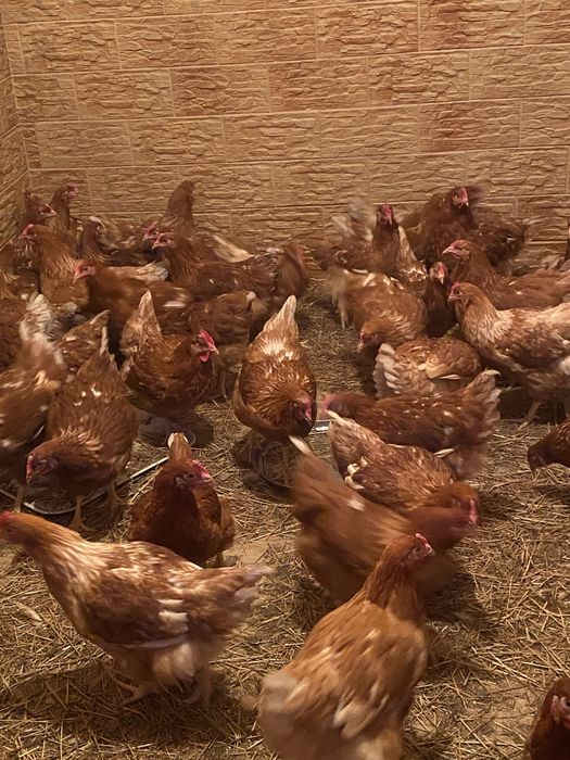 Продам красные куры
