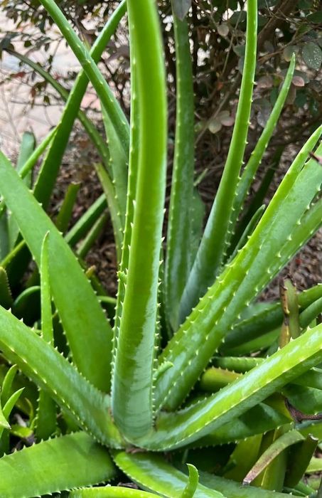 Каланхое , Калатея и лечебно Алое Вера