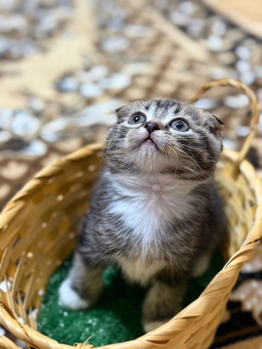 Продаю котят две девочки