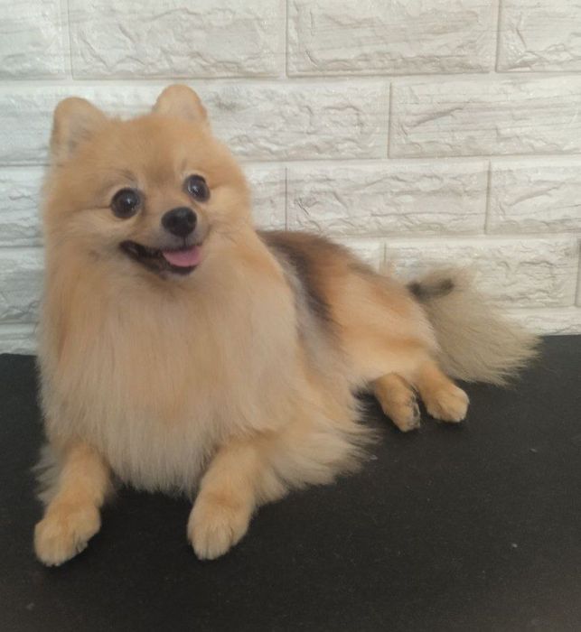 Груминг, стрижка кошек и собак