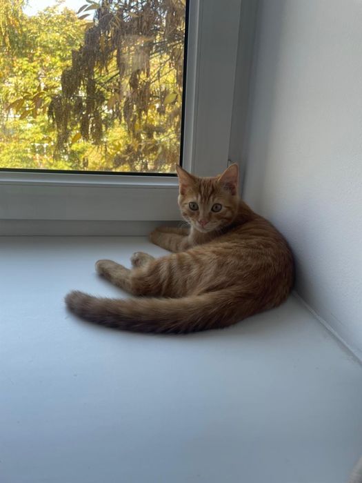 Отдам котенка в добрые руки