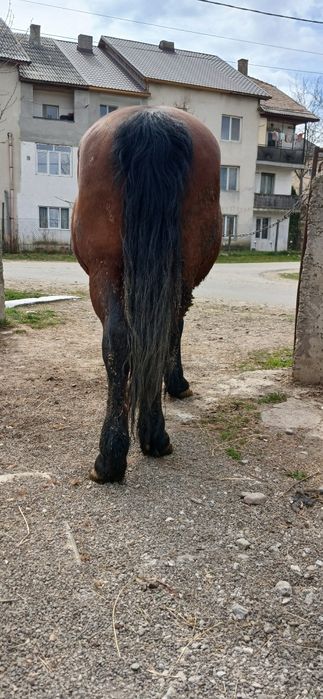 Vand cal cu acte in regula