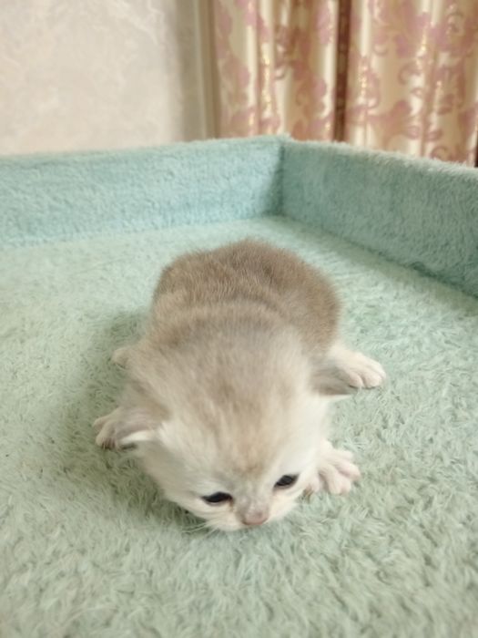 Мушукчалар сотилади