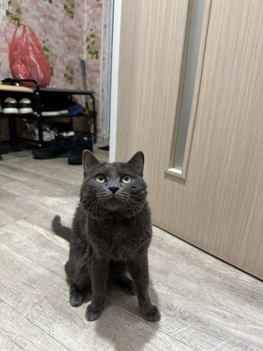 Отдам кота 6 месецев только в добрые руки