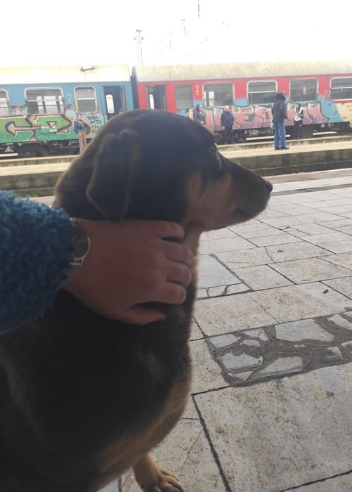 Бубка търси дом!