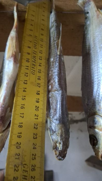 Рыба сушеная,свежая