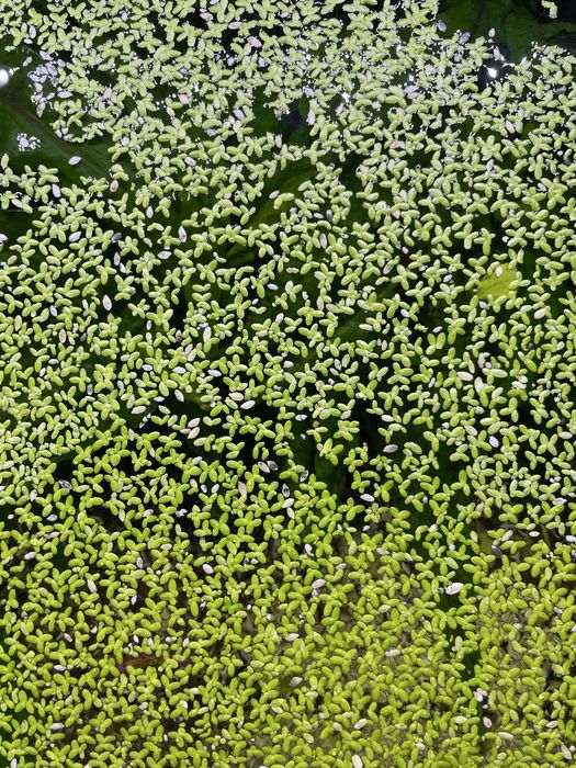 Lemna minor-Lintița