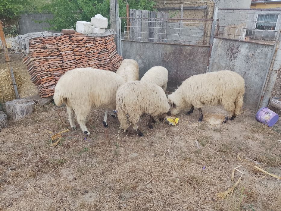 Vând 8 oi tinere.