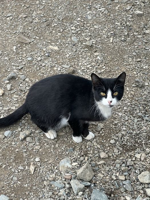 Бесплатно кошечка с котенком