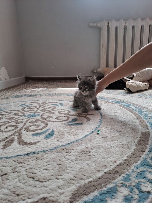 Котята мейн кун 15000тенге