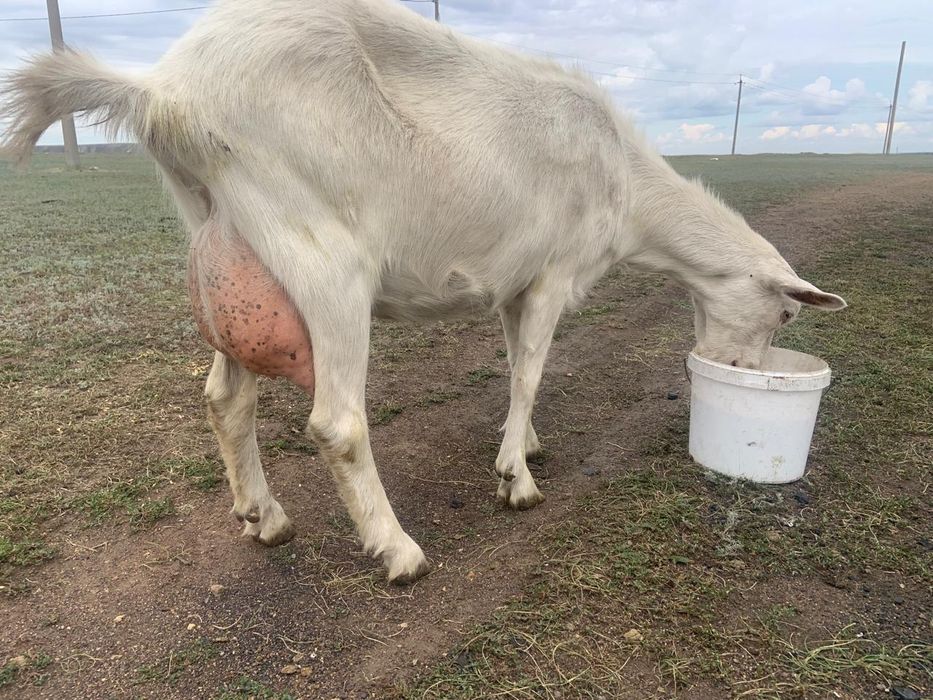 Продам козы Козел козленок