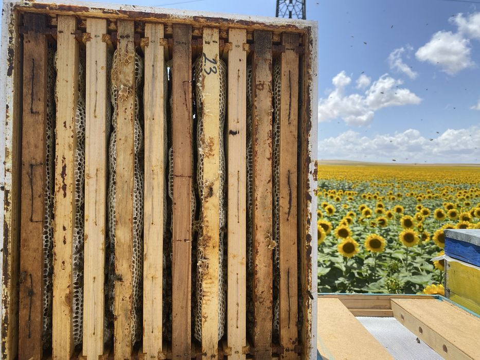 Miere de albine naturală