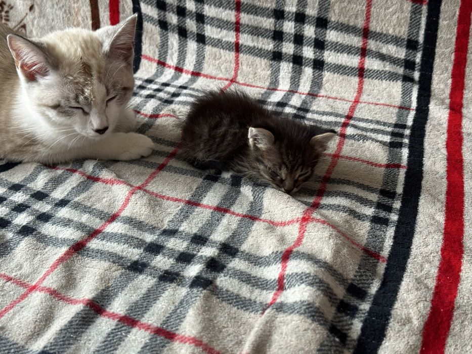 Отдам котят месец мальчик/ девочка