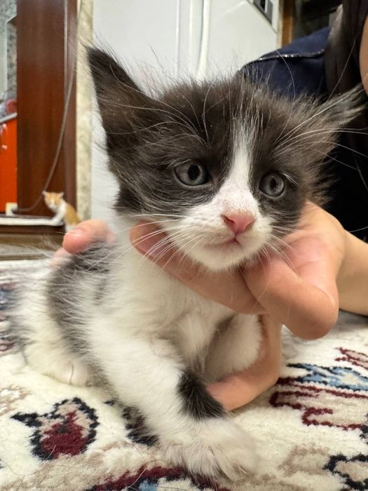 Отдам даром котята