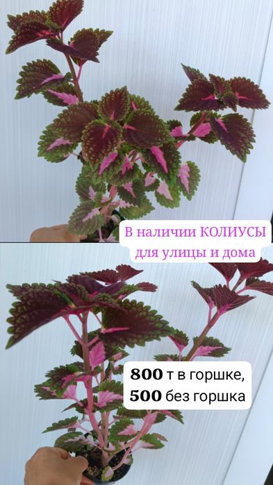 КОЛИУСЫ для улицы и дома