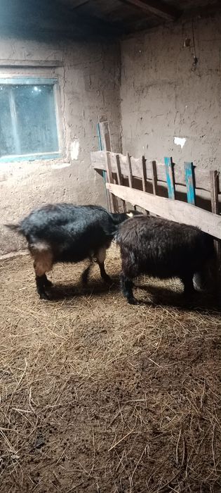 Коз за всех 120000 тыс