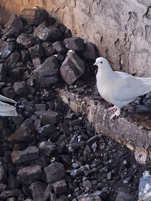 Продам молодых голубей