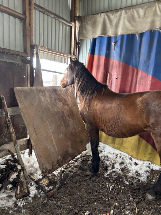 Жеребая лошадь хорошая