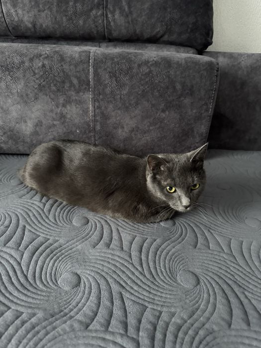 Отдам в хорошие руки