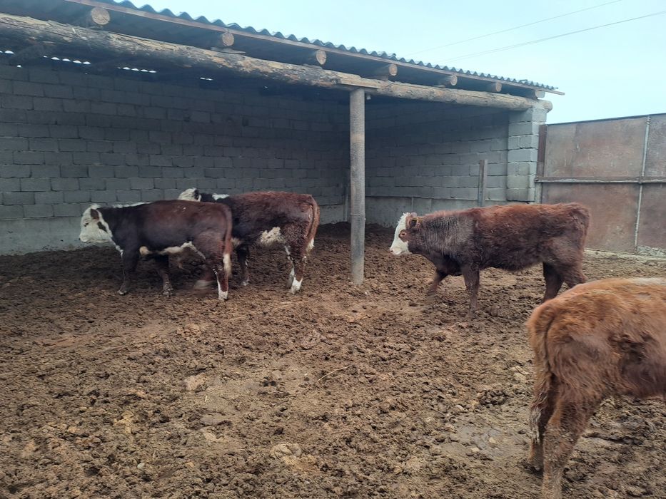 36бас потсостар сатылады 420мыннан