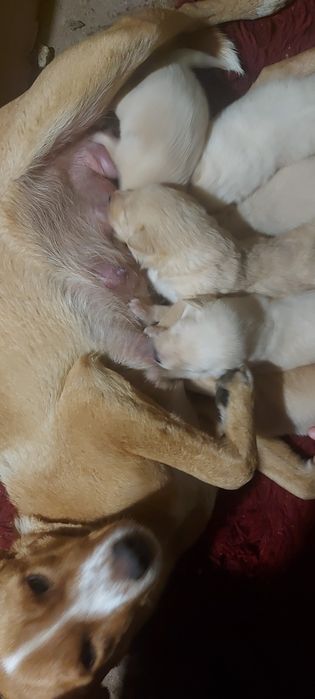 Подаряват се кученца