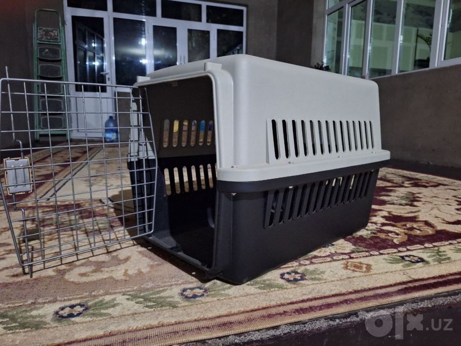 ПРОДАЕТСЯ шотландская вислоухая кошка (Scottish Fold)