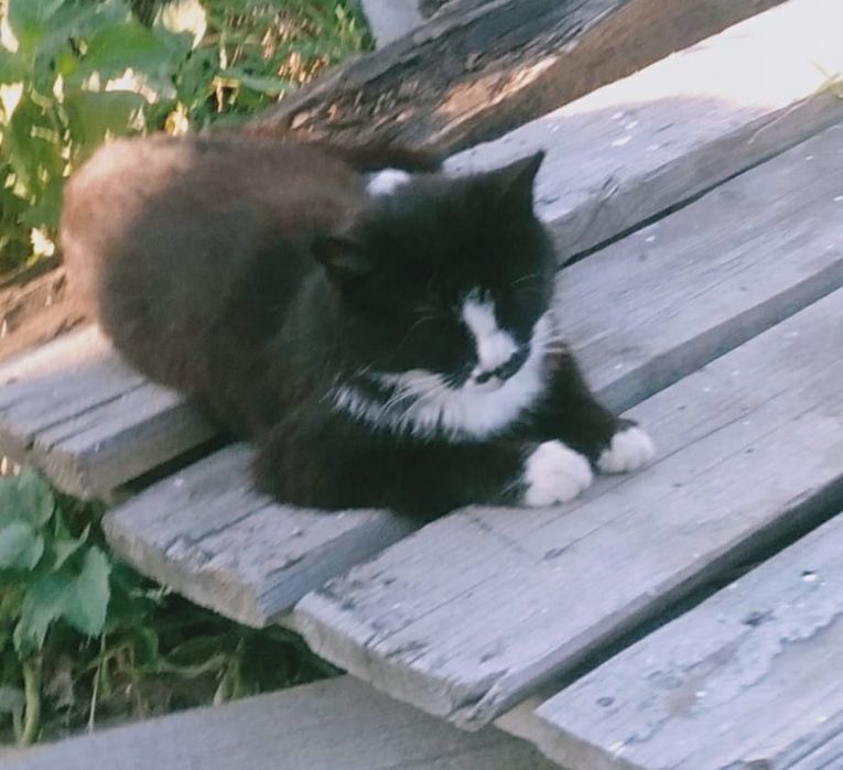 Отдам кошку и котят
