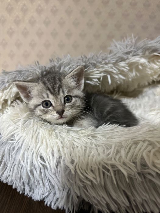 Отдам котенка в добрые руки
