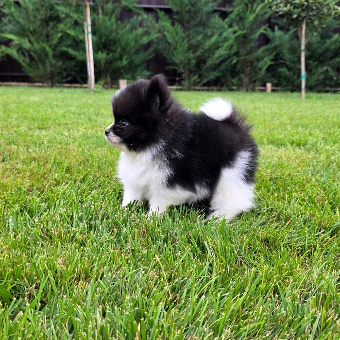 Pui rasa pomeranian