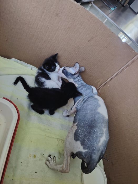 Митисы мейнкун и сфинкс котята