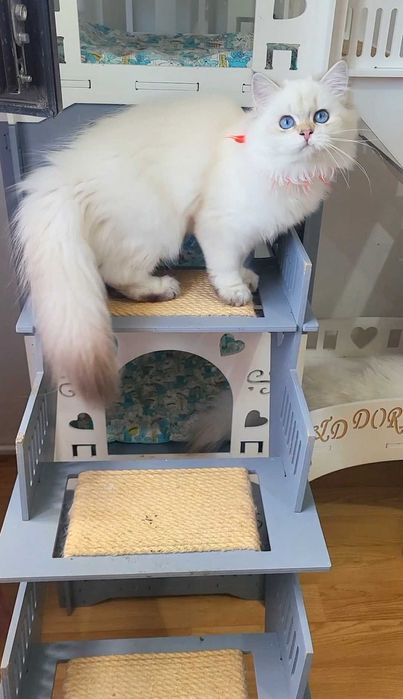 Fetita British Longhair alba cu ochi albastri - linie selecta